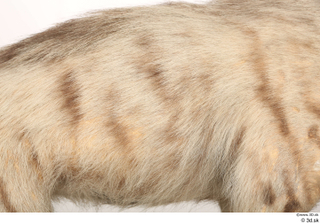 Striped Hyena Hyaena hyaena back fur 0001.jpg